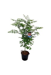 Ahorn Acer North Wind ®
