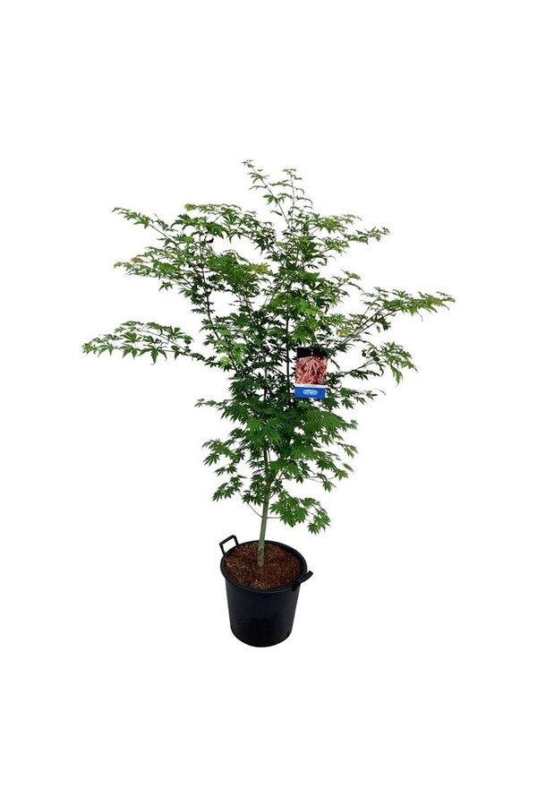 Ahorn Acer North Wind ®