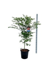 Ahorn Acer North Wind ®