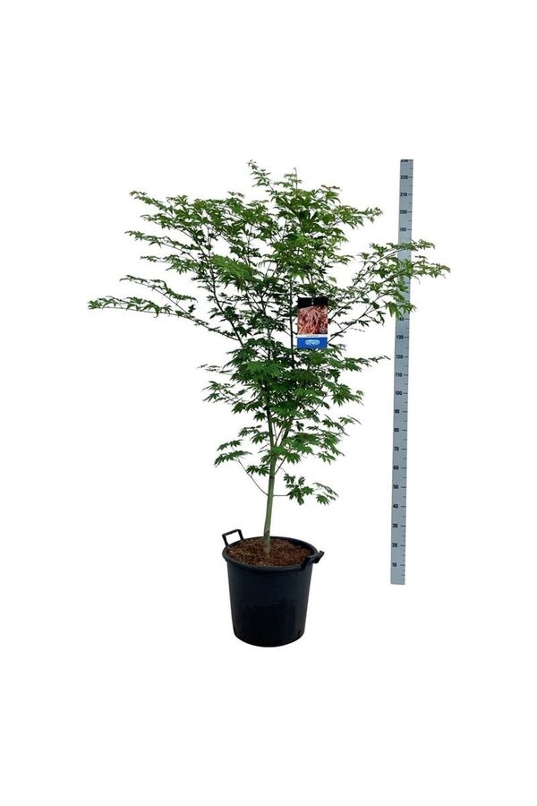 Ahorn Acer North Wind ®