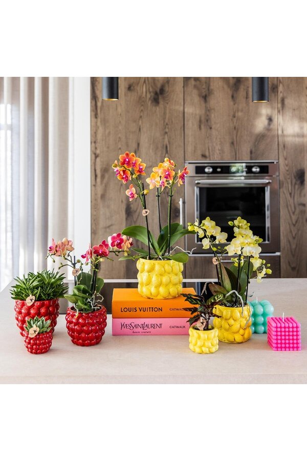 Beeren-Topf - 12cm