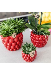 Beeren-Topf - 12cm