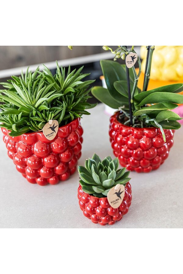 Beeren-Topf - 12cm