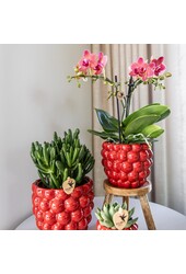 Beeren-Topf - 12cm
