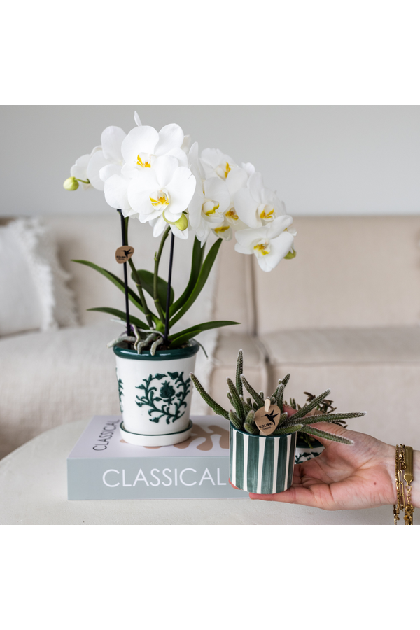 Set aus weißer Orchidee Amabilis im Malaga-Topf und Sukkulente im Painted Stripe-Topf grün