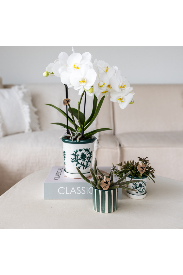 Set aus weißer Orchidee Amabilis im Malaga-Topf und Sukkulente im Painted Stripe-Topf grün