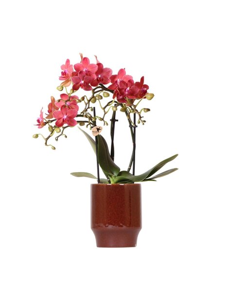Kolibri Orchids Orchidee