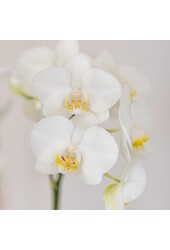 Set aus weißer Orchidee Amabilis und Sukkulente im dekorativen Tube-Topf weiß