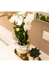 Set aus weißer Orchidee und Sukkulente auf goldenem Tablett