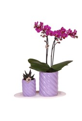 Orchidee Geschenkset Optimismus klein flieder