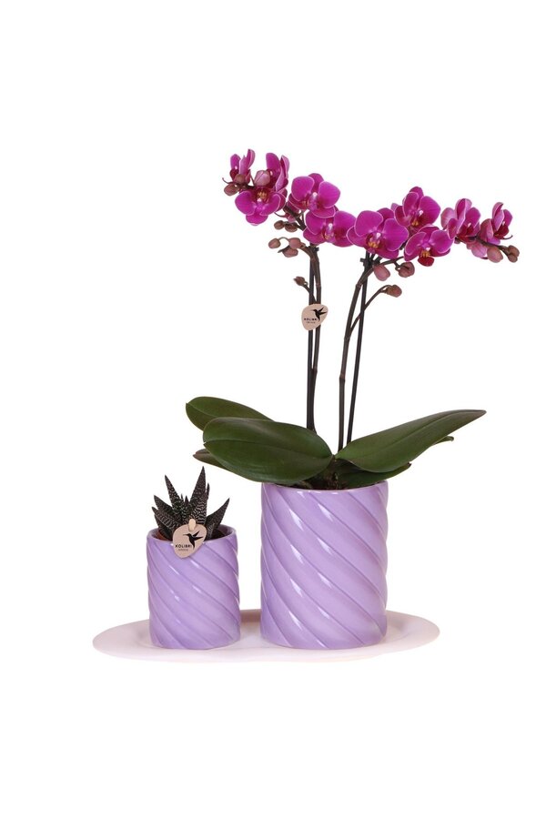Orchidee Geschenkset Optimismus klein flieder
