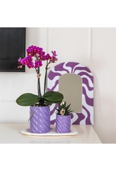 Orchidee Geschenkset Optimismus klein flieder