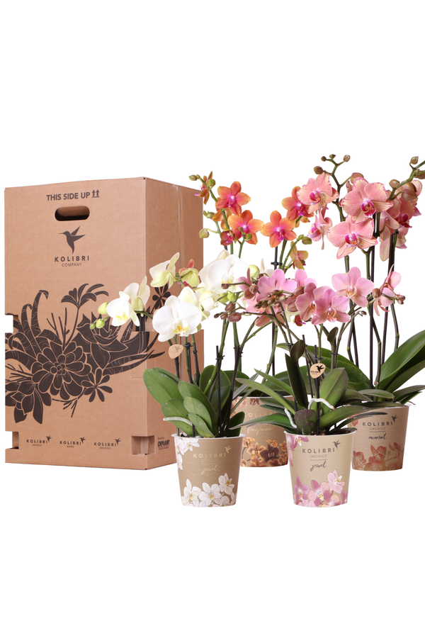 Orchidee Überraschung Box Mix