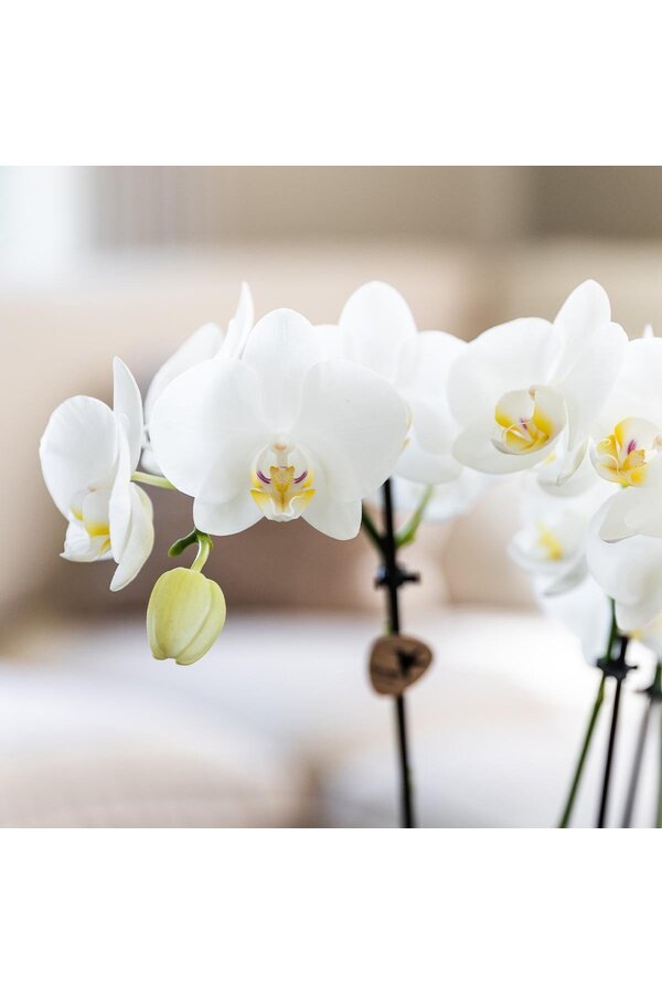 Orchidee Überraschung Box Mix