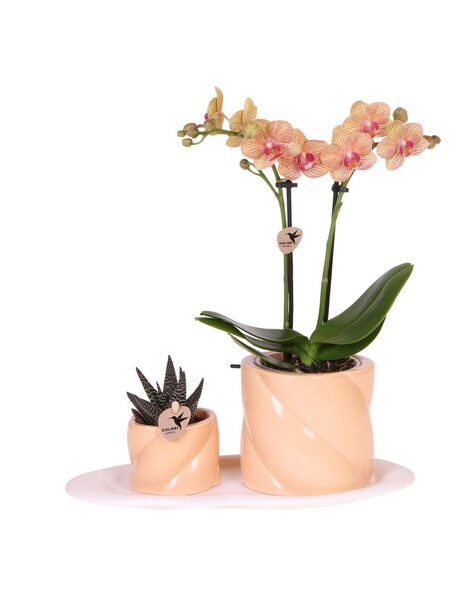 Kolibri Orchids Orchidee
