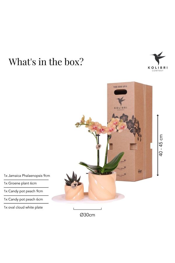 Orchidee Geschenkset Optimismus kleiner Pfirsich