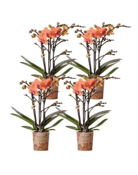 Kolibri Orchids Orchidee