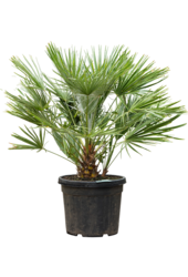 Chamaerops Humulis KingSize