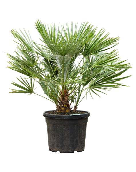 Chamaerops