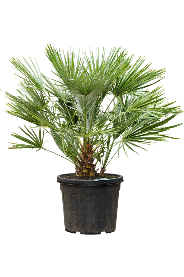 Chamaerops Humulis KingSize