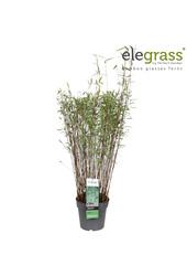 Fargesia nitida Schwarzer Schatten P23