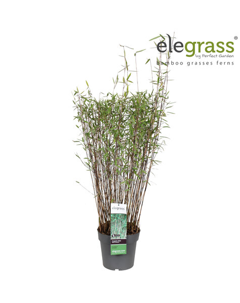 Fargesia nitida Schwarzer Schatten P23