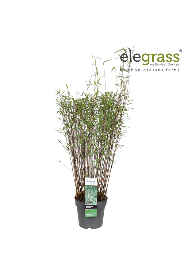Fargesia nitida Schwarzer Schatten P23
