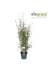 Fargesia nitida Schwarzer Schatten P23