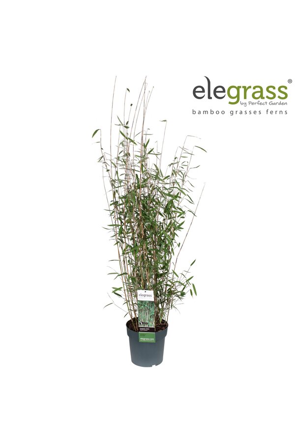 Fargesia nitida Schwarzer Schatten P23