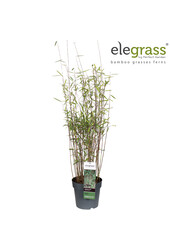 Fargesia nitida Schwarzer Schatten P23