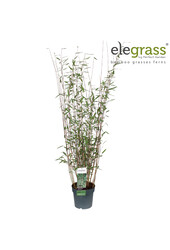 Fargesia nitida Schwarzer Schatten P23