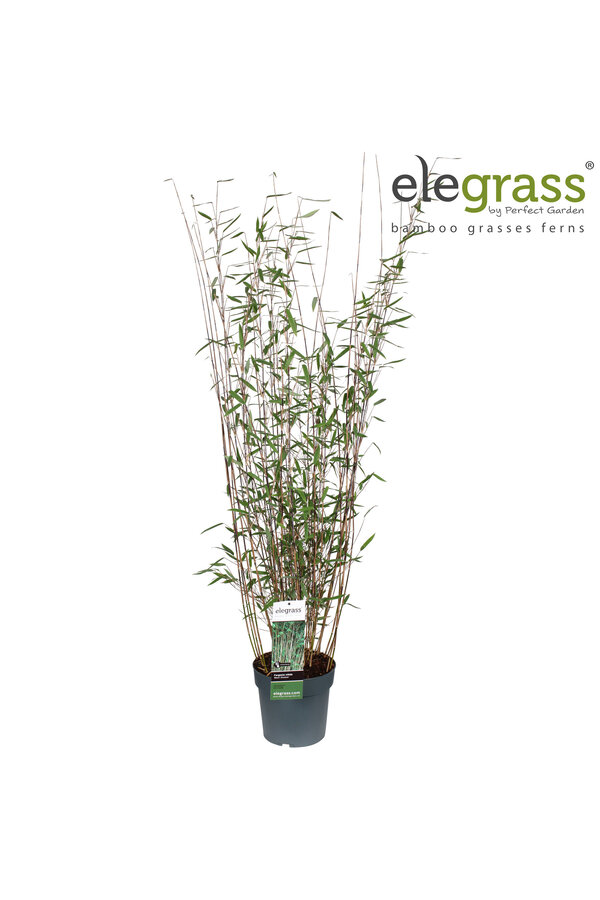 Fargesia nitida Schwarzer Schatten P23