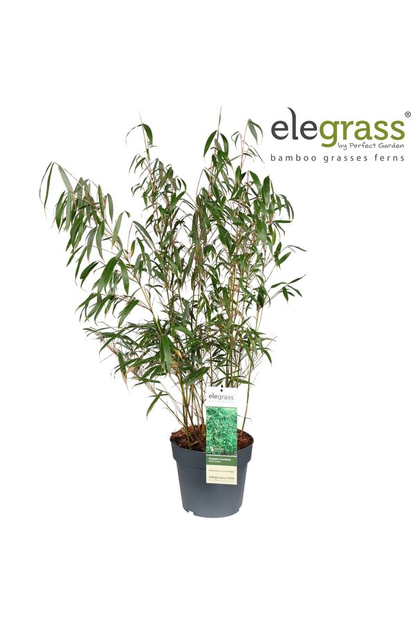 Fargesia murieliae Frühes Grün P23