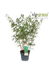 Fargesia murieliae Frühes Grün P23