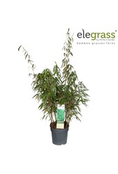 Fargesia murieliae Frühes Grün P23