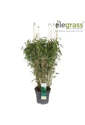 Fargesia murieliae Panda P29