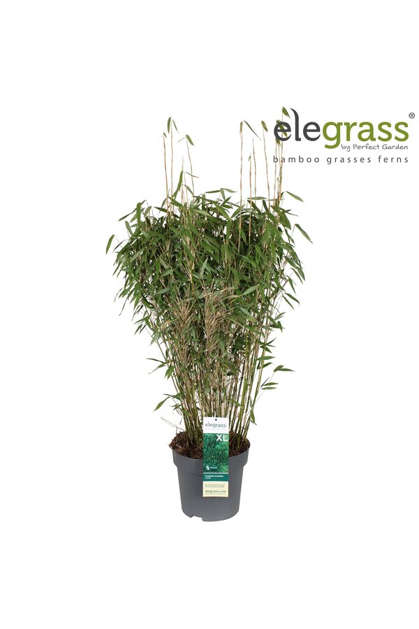 Fargesia murieliae Panda P29