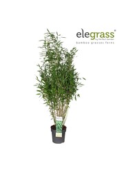 Fargesia murieliae Hellgrün P23