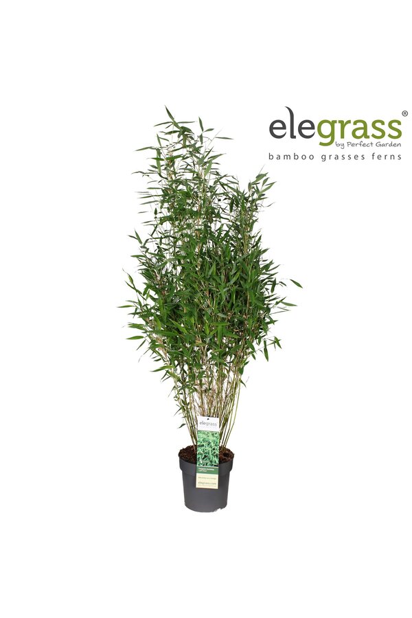 Fargesia murieliae Hellgrün P23