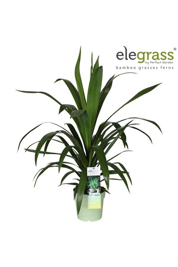Cordyline Smaragdstern P23