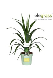 Cordyline Smaragdstern P23
