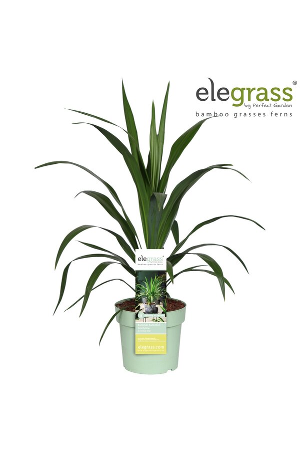 Cordyline Smaragdstern P23