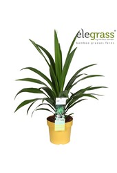 Cordyline Smaragdstern P23