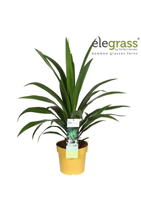 Cordyline Smaragdstern P23