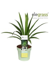 Cordyline Smaragdstern P23