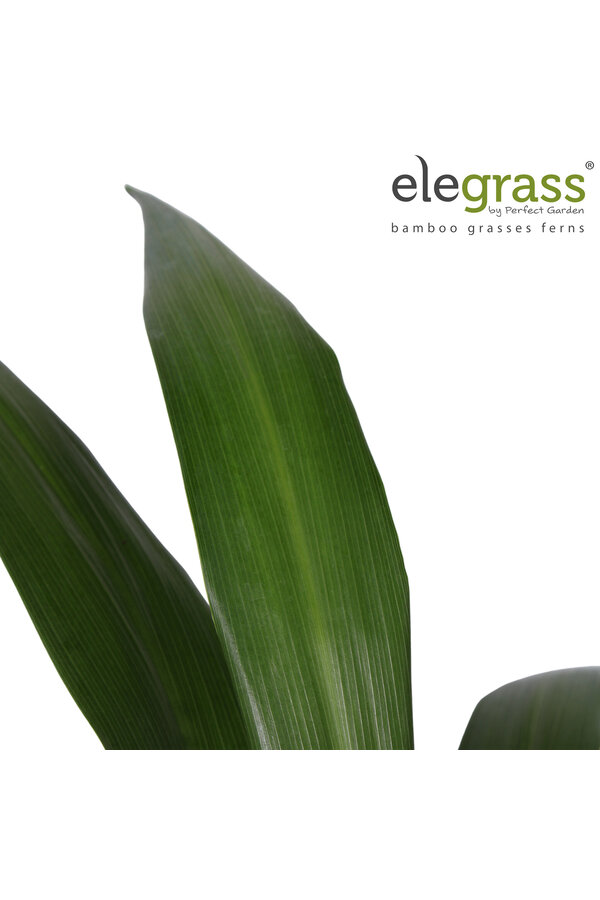 Cordyline Smaragdstern P23