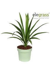 Cordyline Smaragdstern P23