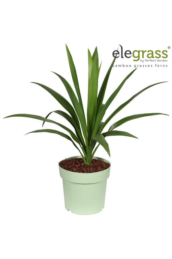 Cordyline Smaragdstern P23