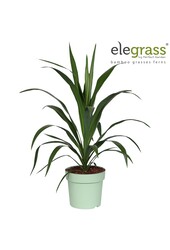 Cordyline Smaragdstern P23