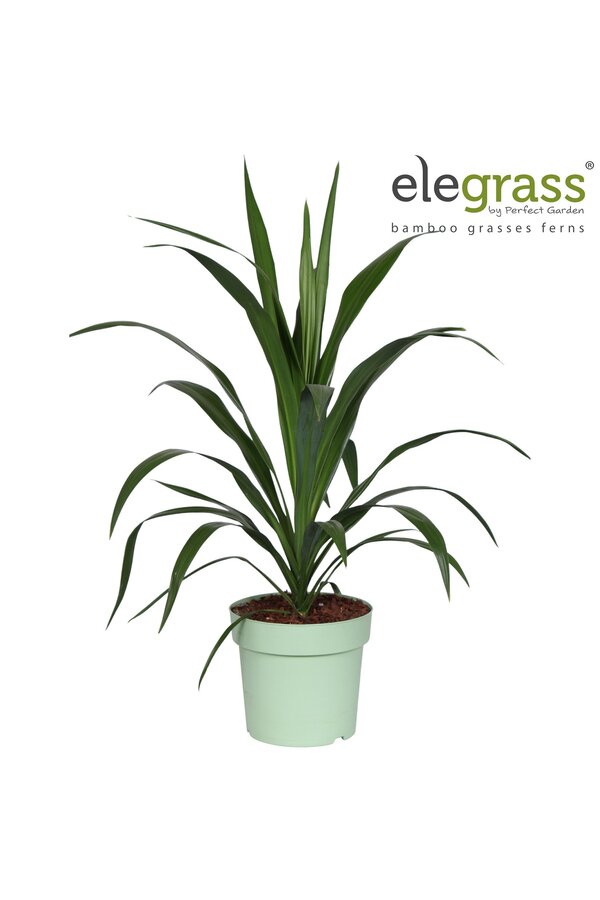 Cordyline Smaragdstern P23
